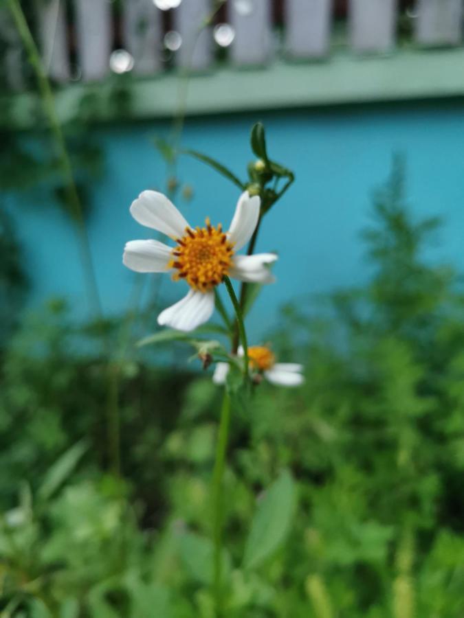 Home Garden Chaeson บ้านสวน ชวนฝัน Lampang Bagian luar foto