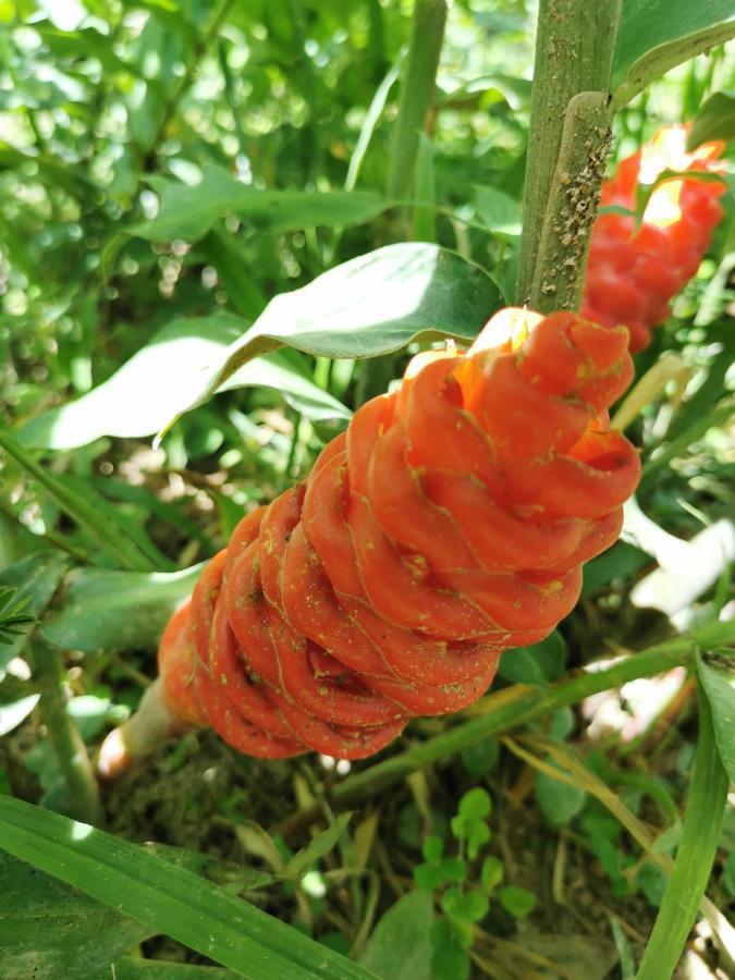 Home Garden Chaeson บ้านสวน ชวนฝัน Lampang Bagian luar foto