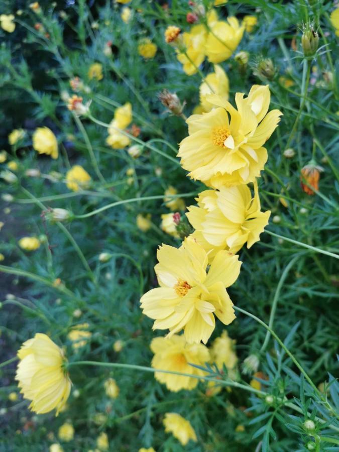 Home Garden Chaeson บ้านสวน ชวนฝัน Lampang Bagian luar foto