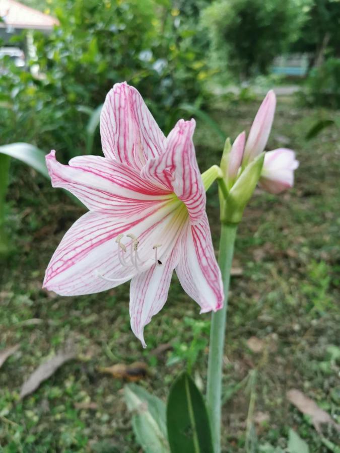 Home Garden Chaeson บ้านสวน ชวนฝัน Lampang Bagian luar foto